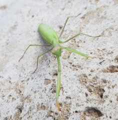 Mantis religiosa