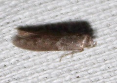 Blastobasis glandulella