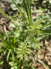 Cyperus