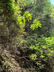 Solanum giganteum