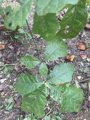 Quercus bicolor