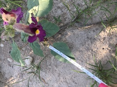 Proboscidea parviflora