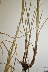 Alopecurus magellanicus