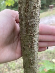 Quercus bicolor