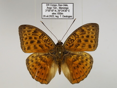Bebearia zonara