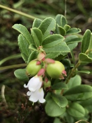 Vaccinium × intermedium
