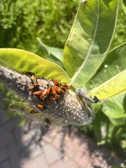 Oncopeltus fasciatus