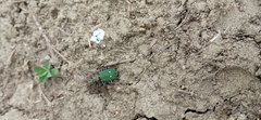 Cicindela campestris