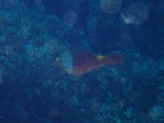 Sparisoma cretense