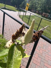 Oncopeltus fasciatus