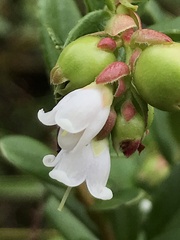 Vaccinium × intermedium
