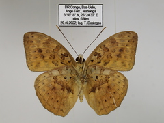 Bebearia zonara