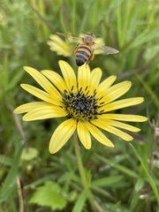 Arctotheca calendula