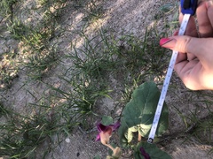 Proboscidea parviflora