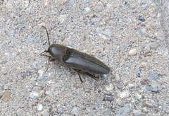 Diplostethus texanus
