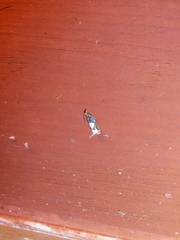 Epinotia trigonella