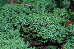 Juniperus rigida conferta