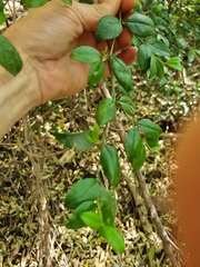 Cassinopsis ilicifolia