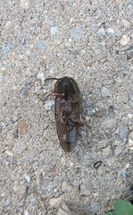 Diplostethus texanus