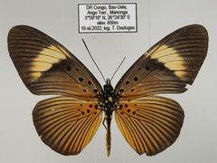 Pseudacraea eurytus eurytus