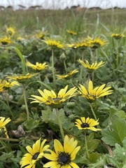 Arctotheca calendula