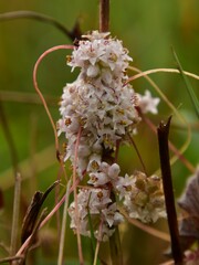 Cuscuta epithymum