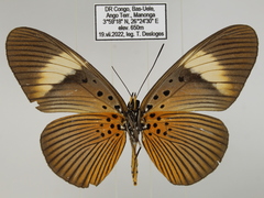 Pseudacraea eurytus eurytus