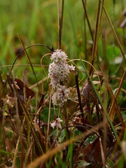 Cuscuta epithymum