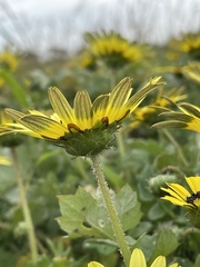 Arctotheca calendula