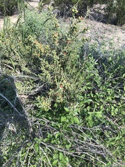 Cylindropuntia leptocaulis