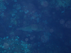 Epinephelus marginatus
