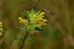 Rhinanthus minor