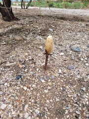 Podaxis pistillaris