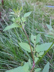 Bidens vulgata