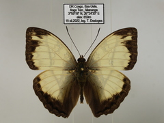Cymothoe jodutta mostinckxi