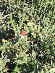 Cylindropuntia leptocaulis