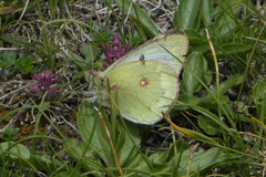 Colias phicomone