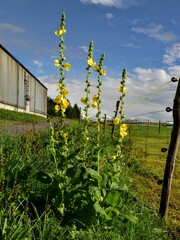 Verbascum phlomoides