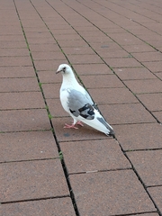 Columba livia domestica