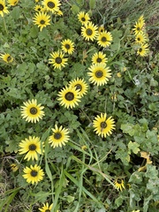 Arctotheca calendula
