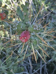 Cylindropuntia leptocaulis