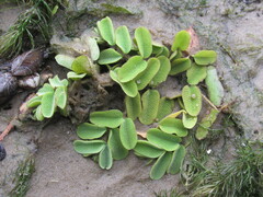 Salvinia natans