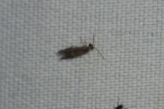 Hydroptilidae