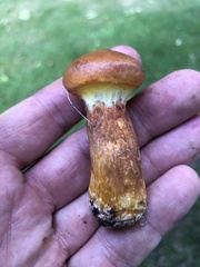 Suillus grevillei