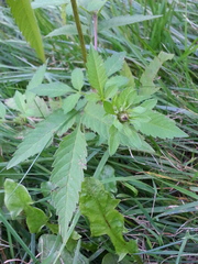 Bidens vulgata