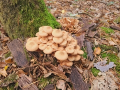 Armillaria socialis