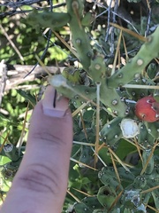 Cylindropuntia leptocaulis