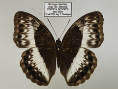 Cymothoe jodutta mostinckxi