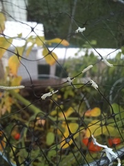 Arthropoda