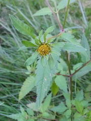 Bidens vulgata